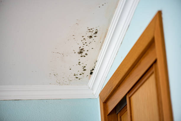 Best Local Mold Removal Service  in Mallory, WV