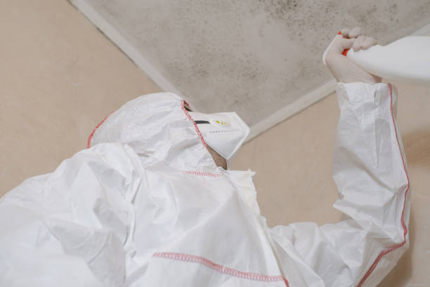 Best Mold Remediation  in Mallory, WV