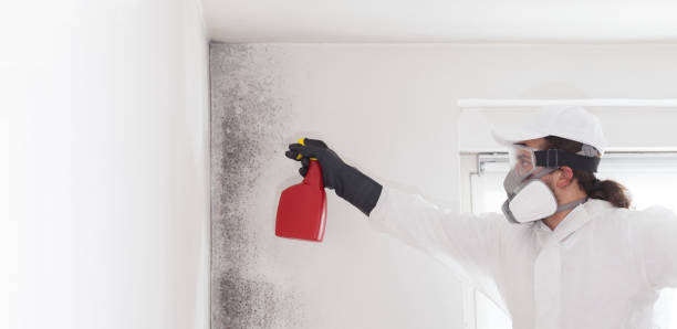 Best Same-Day Mold Removal  in Mallory, WV