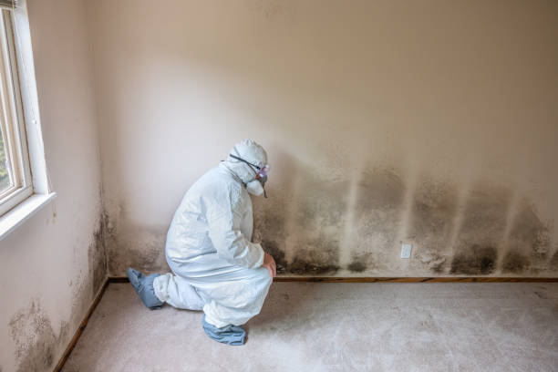 Best Certified Mold Removal  in Mallory, WV