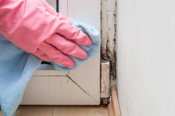 Best Affordable Mold Removal  in Mallory, WV